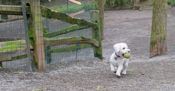 Northacres Park Off-Leash Area photo 1